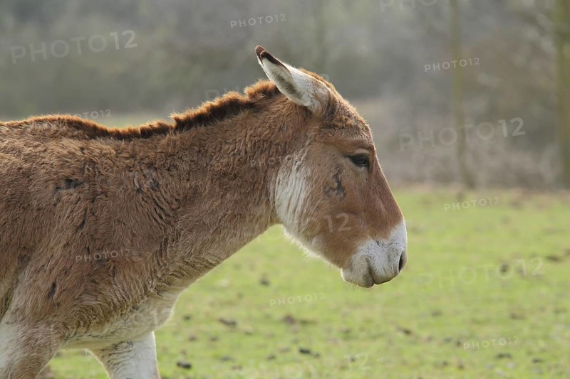 Kulan