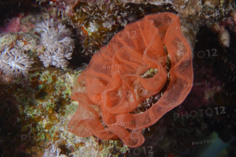 Spawn of Spanish Dancer