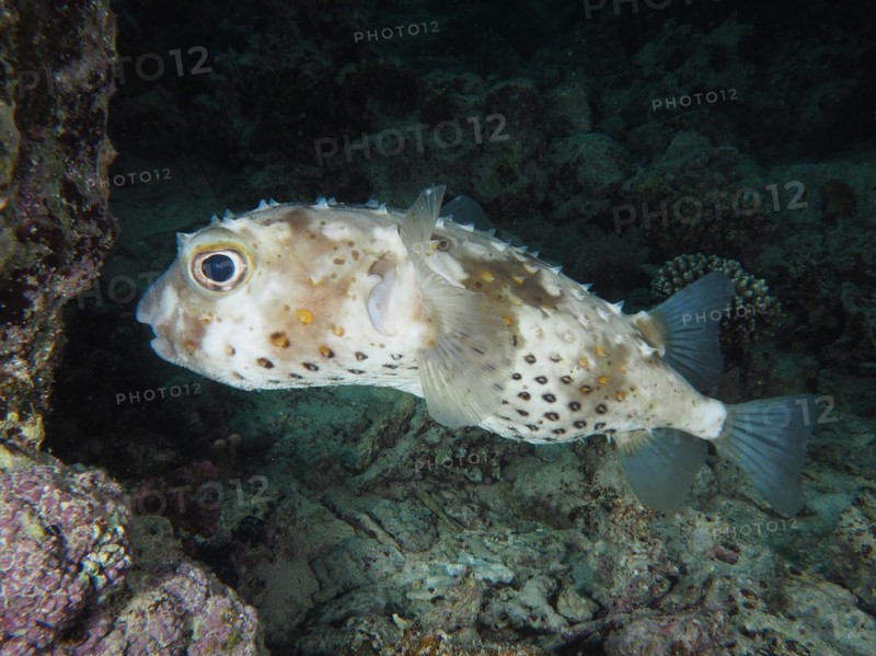 Spotbase burrfish