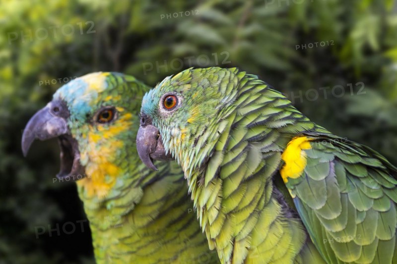 Turquoise-fronted amazon