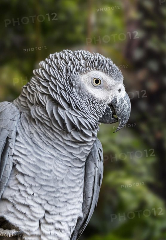 Congo grey parrot