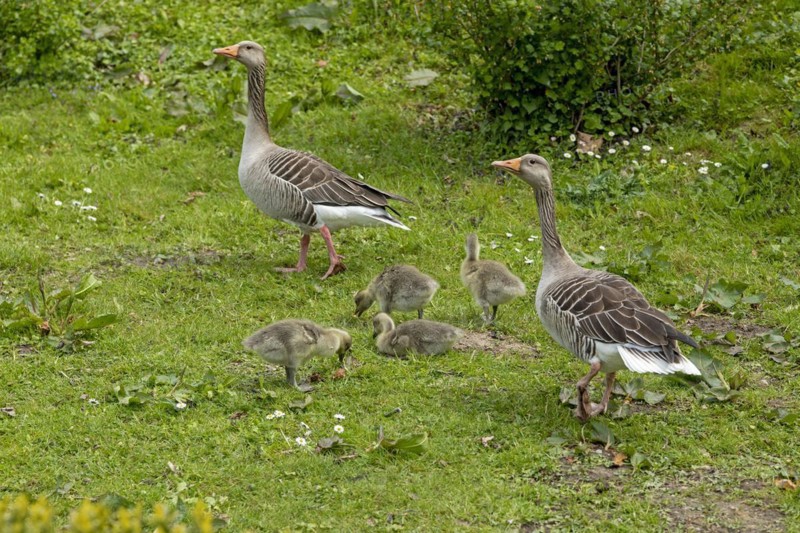 Greylag geese