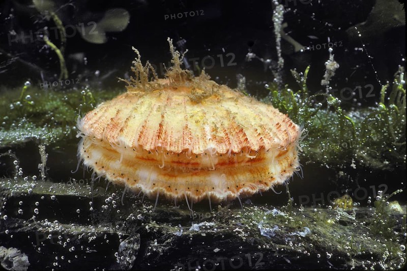 Rock Scallop Showing Eyes