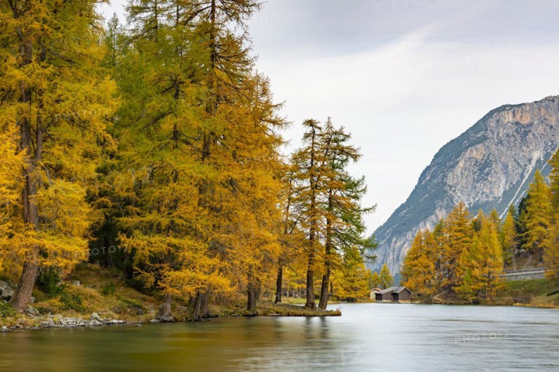 Yellow-coloured larches in autumn at Lake Palpuogna