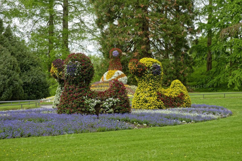 Ducks and peacock