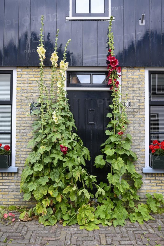 Den Hoorn