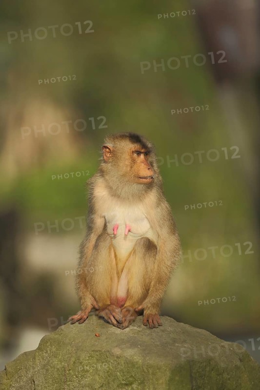 Porcupine monkey