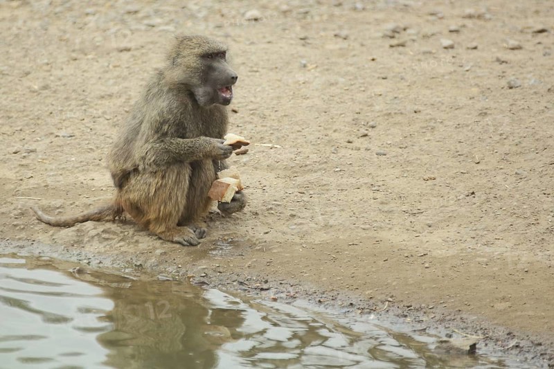 Anubis baboon