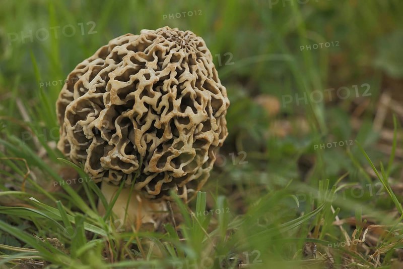Grey edible morel