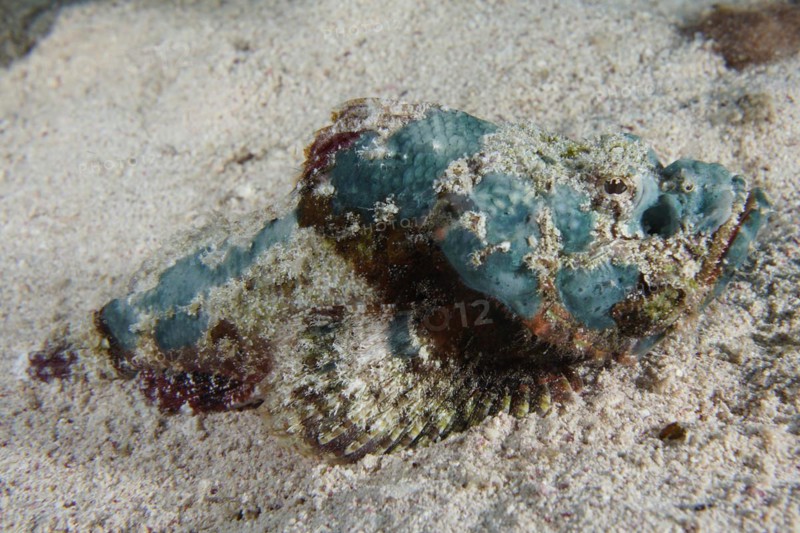 Juvenile false stonefish