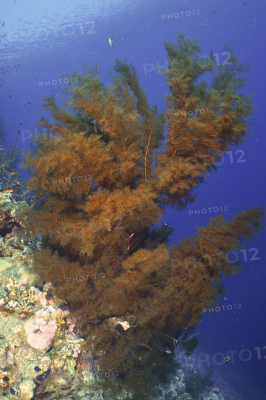 Black coral