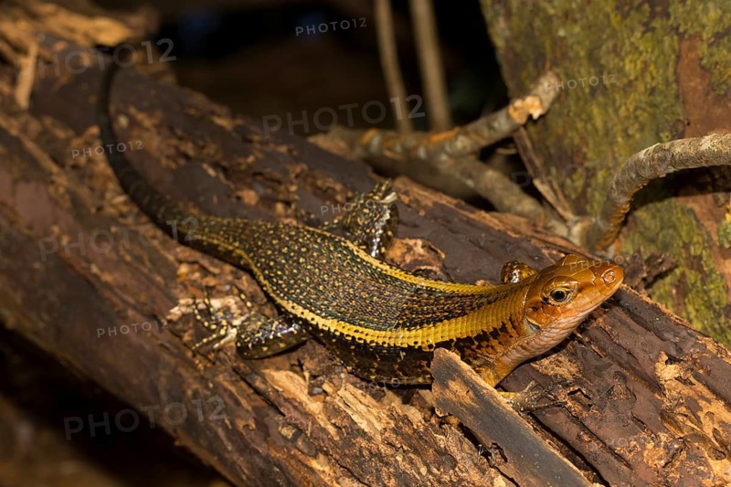 Wide-tailed zonosaur