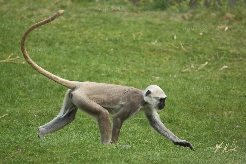 Northern plains gray langur