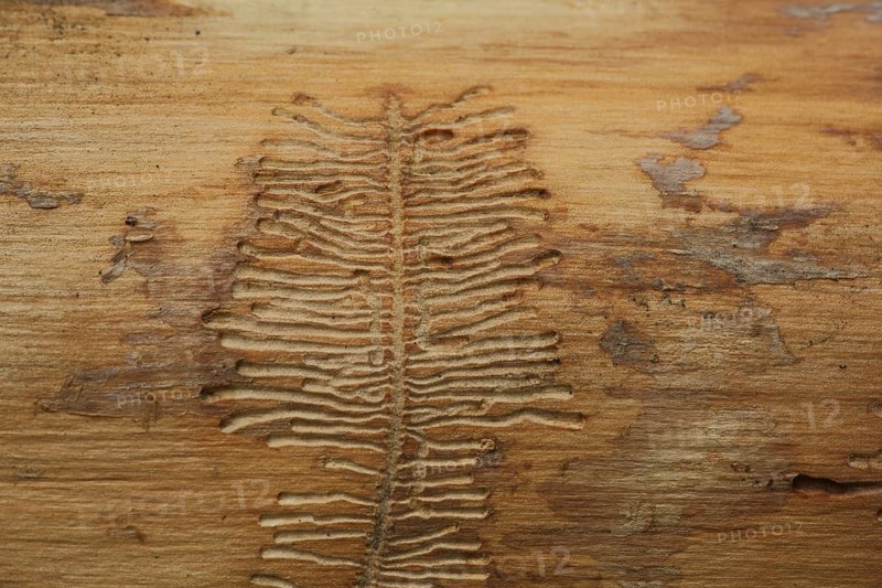 Bark beetle feeding tracks