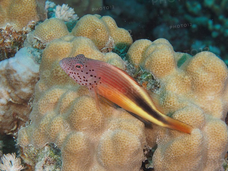 Black-sided hawkfish