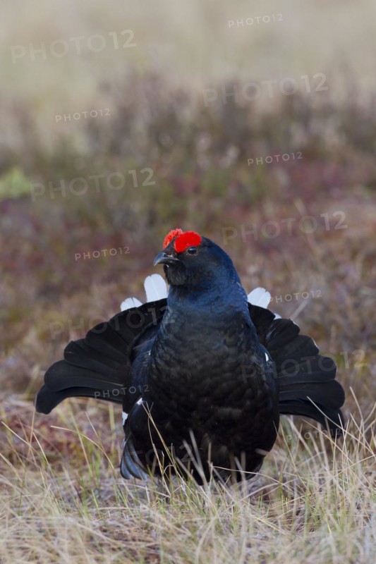 Black grouse