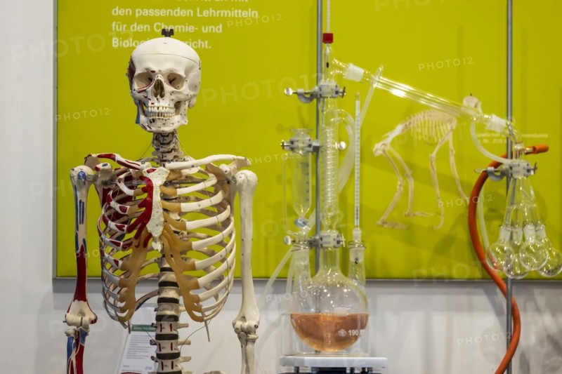 Skeleton preparation for biology lessons