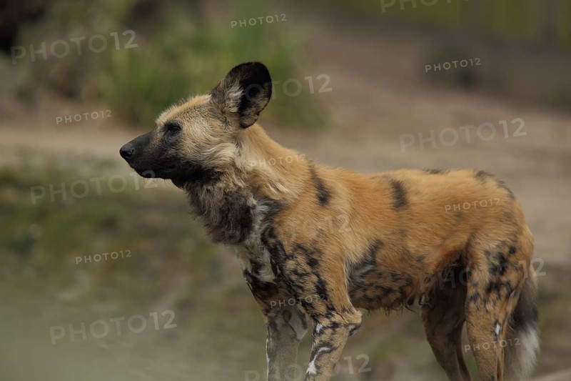 African wild dog