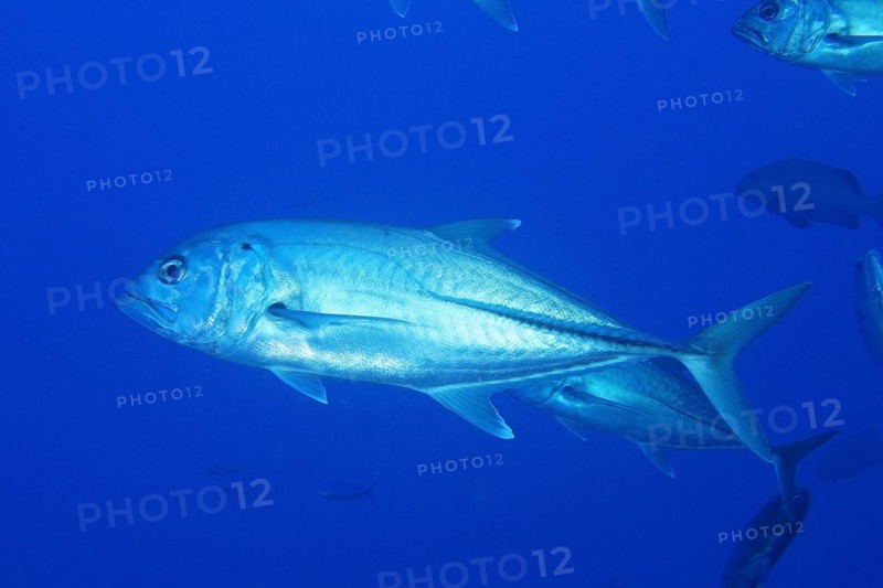 Bigeye mackerel
