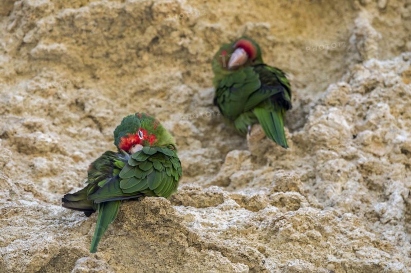 Mitred parakeets