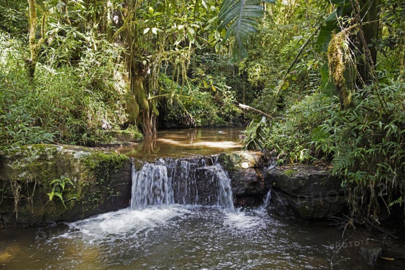 Brook with waterfall in tropical rainforest of the Ranomafana National Park