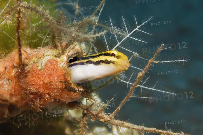 Striped mimicry blenny