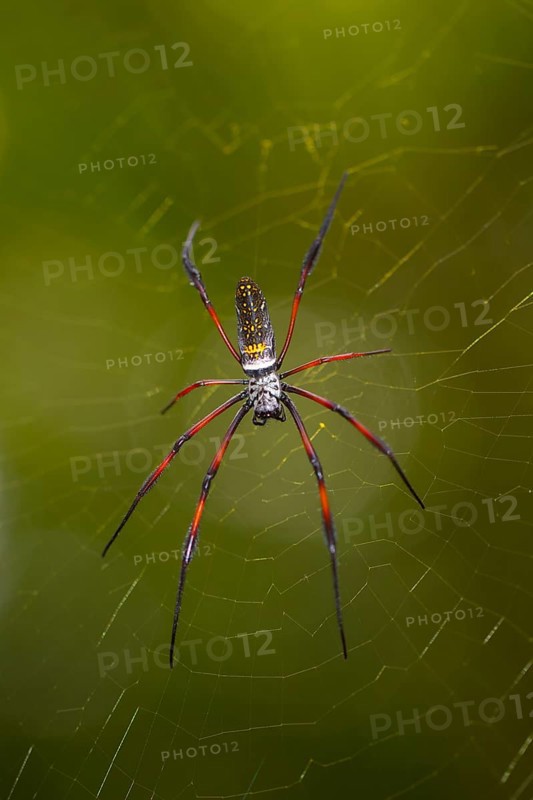 Madagascar silk spider