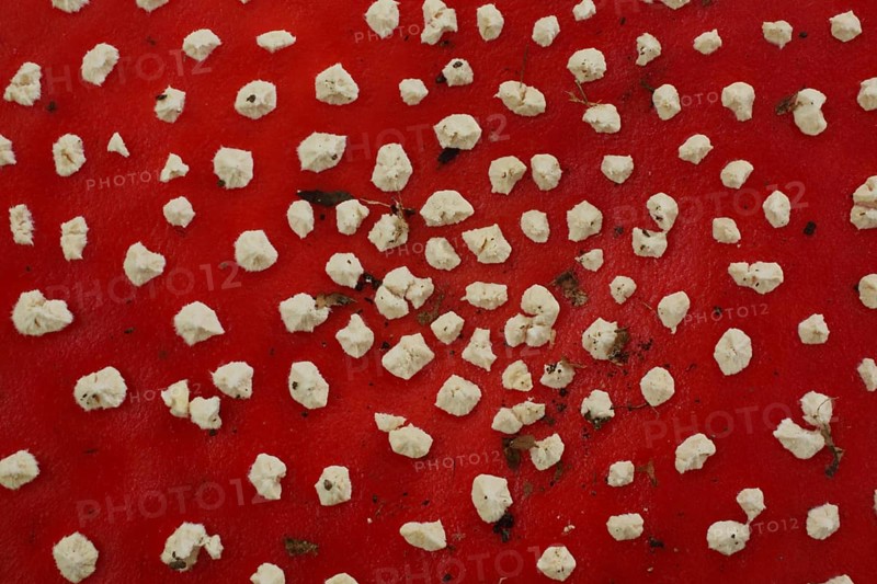 Cap of fly agaric