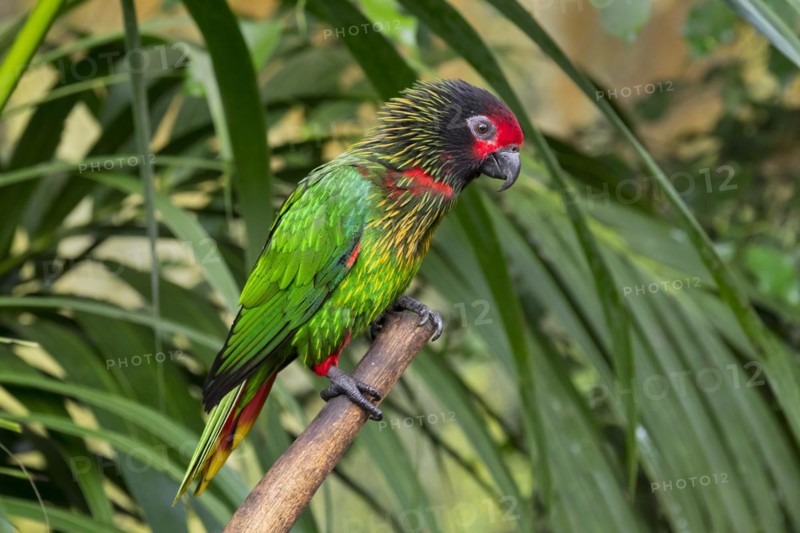 Yellowish-streaked lory