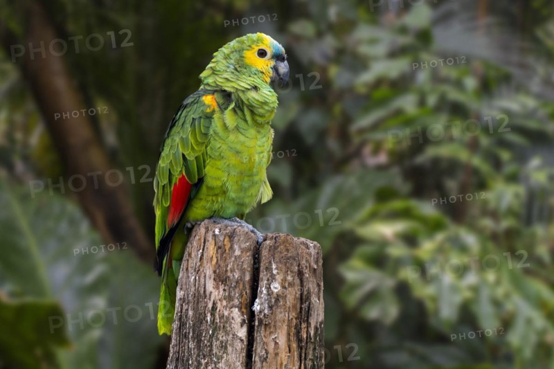 Turquoise-fronted amazon