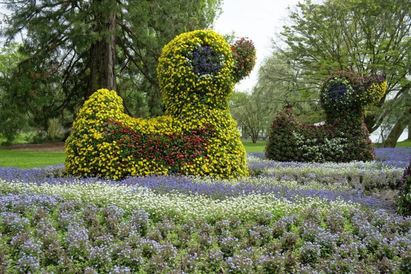 Ducks