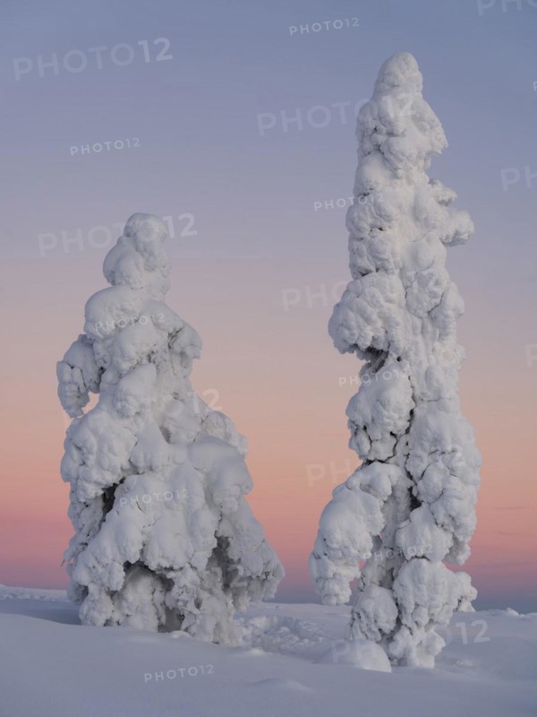 Dawn and snow-covered trees in Pyhae-Luosto National Park