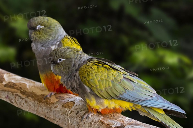 Burrowing parrot