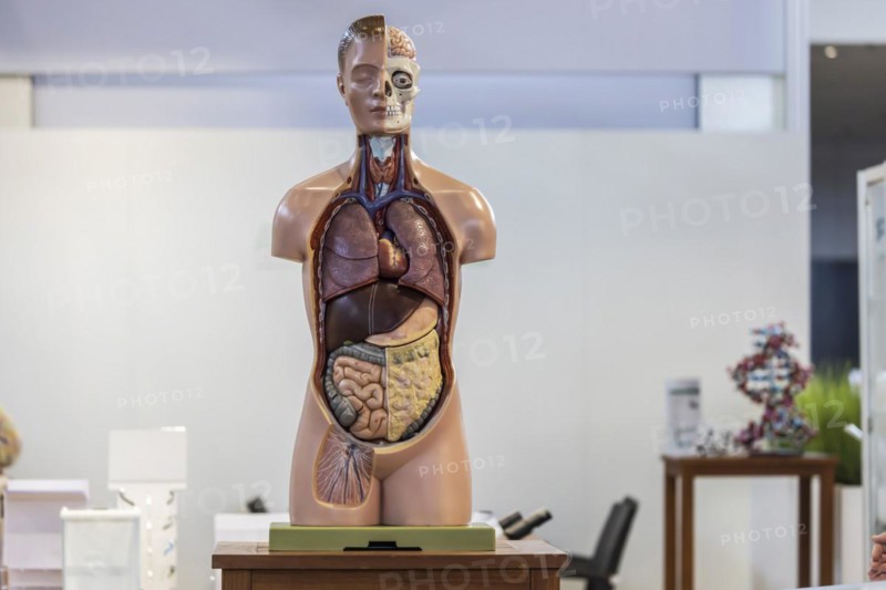 Torso for biology lessons