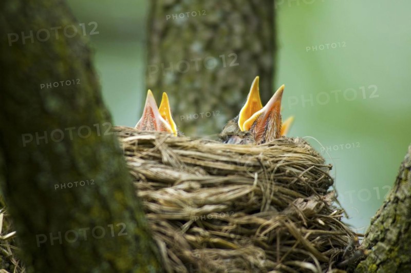Birds in nest