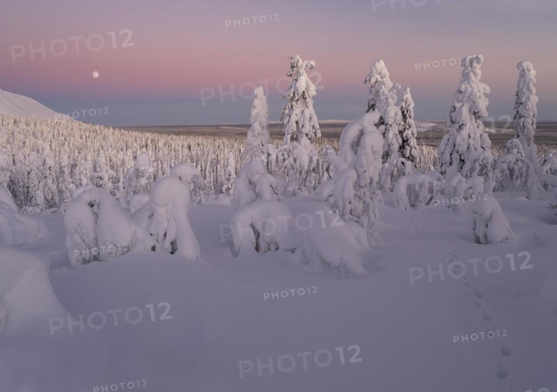 Full moon with day-night boundary and snow-covered trees over Pyhae-Luosto National Park