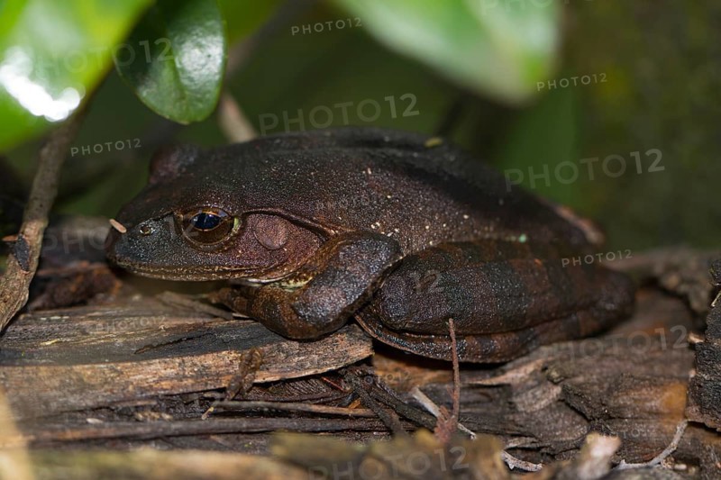 Madagascar frog