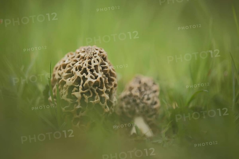 Grey edible morel
