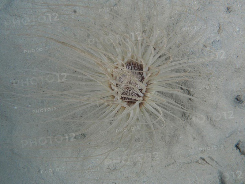 Tube-dwelling anemone