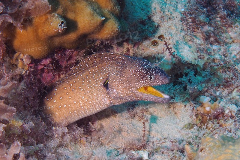 Starry moray