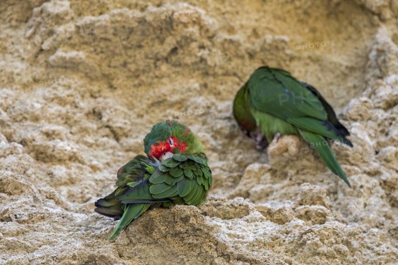 Mitred parakeets