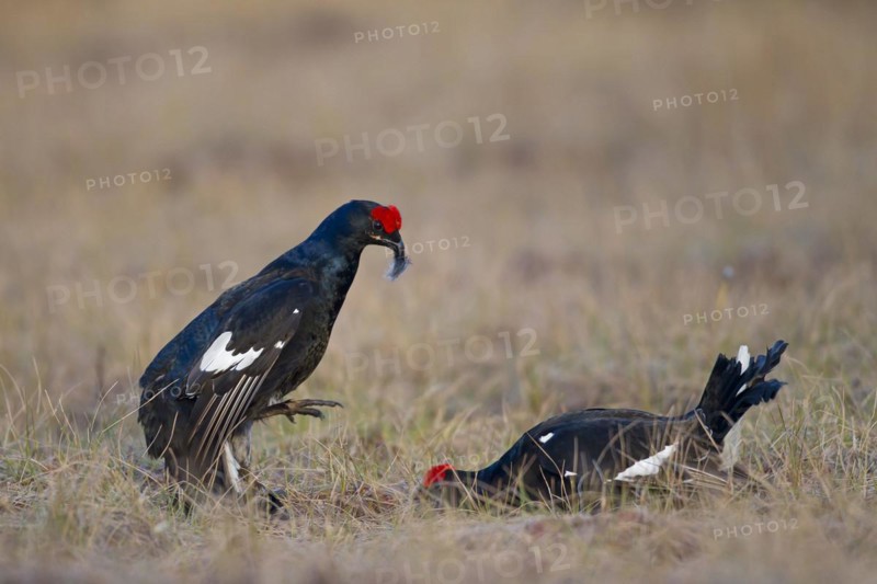 Black grouse