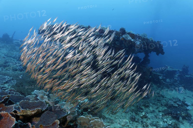 Shoal of snipe knifefish