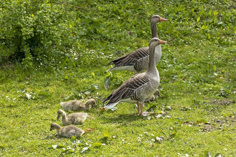 Greylag geese