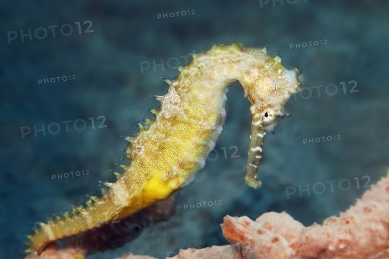Spiny seahorse