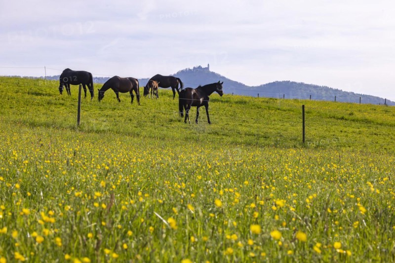Horses in a paddock
