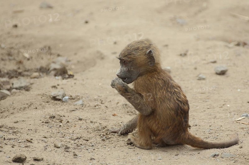 Young anubis baboon
