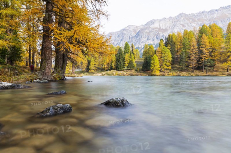 Yellow-coloured larches in autumn at Lake Palpuogna
