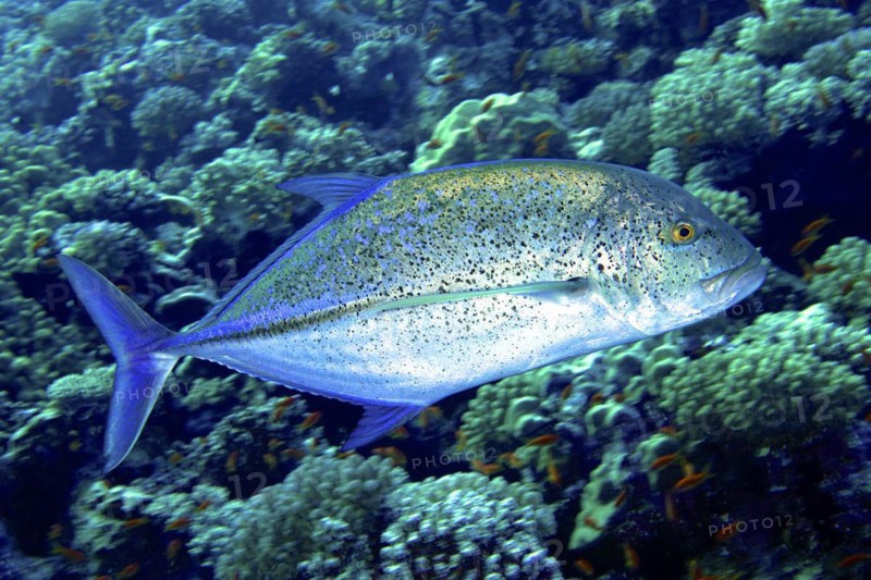 Bluefin trevally
