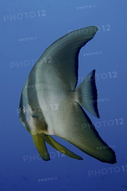 Juvenile roundhead batfish